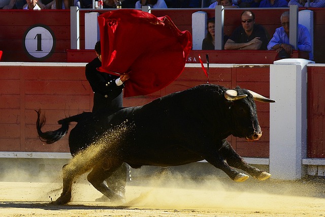 Torero español toreando a u  toro